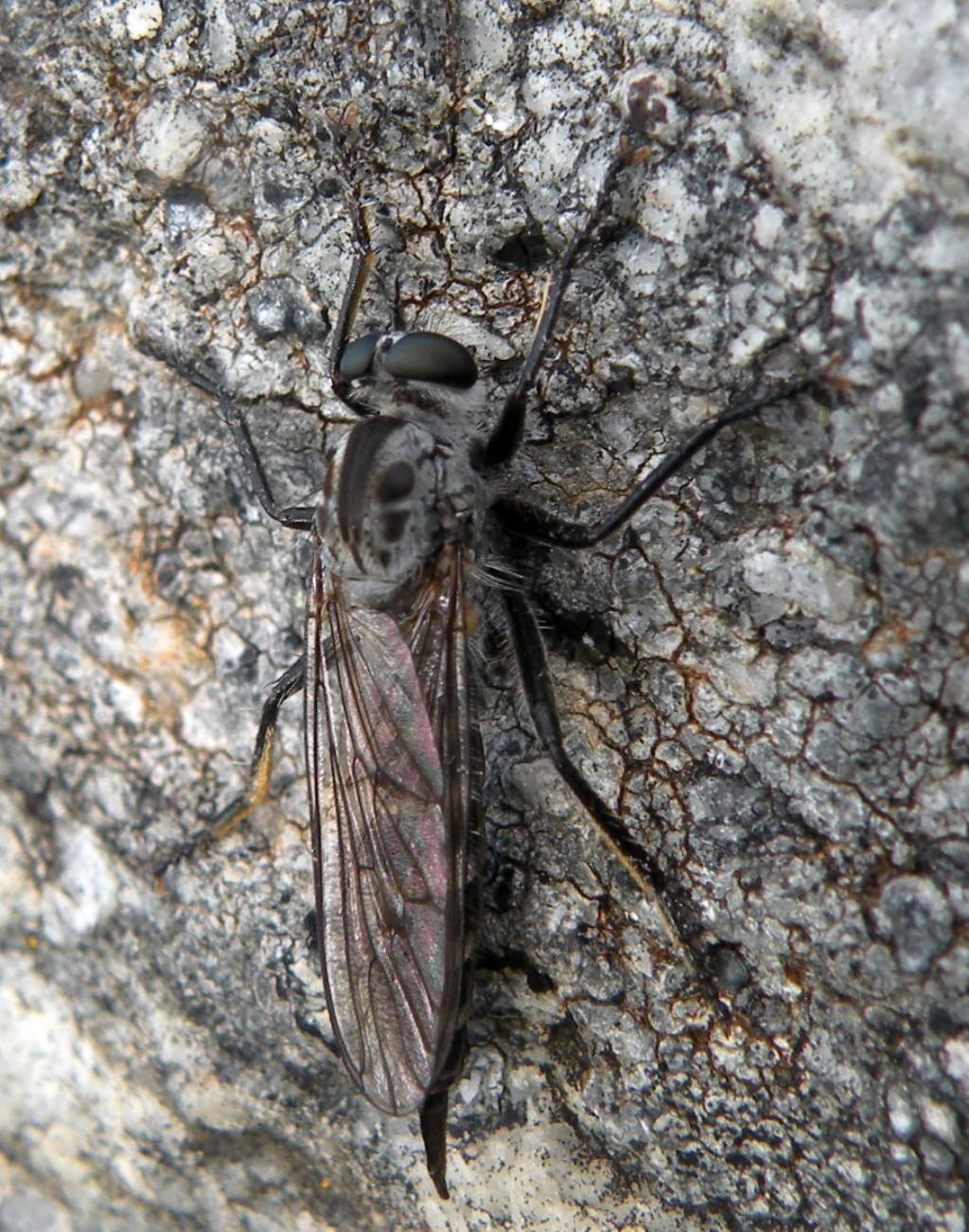 Asilidae: Dysmachus sp?